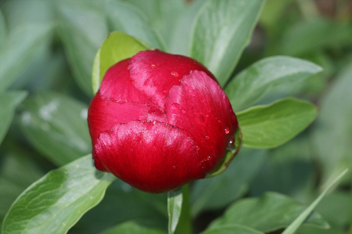 Karabük’te baharın habercisi 'ayı gülü' açtı