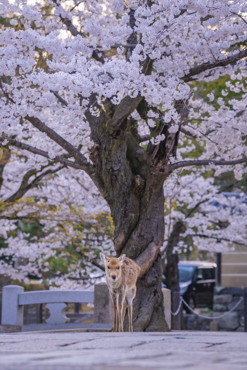 Japonya'da tarihin ve doğanın iç içe geçtiği büyülü Nara Parkı