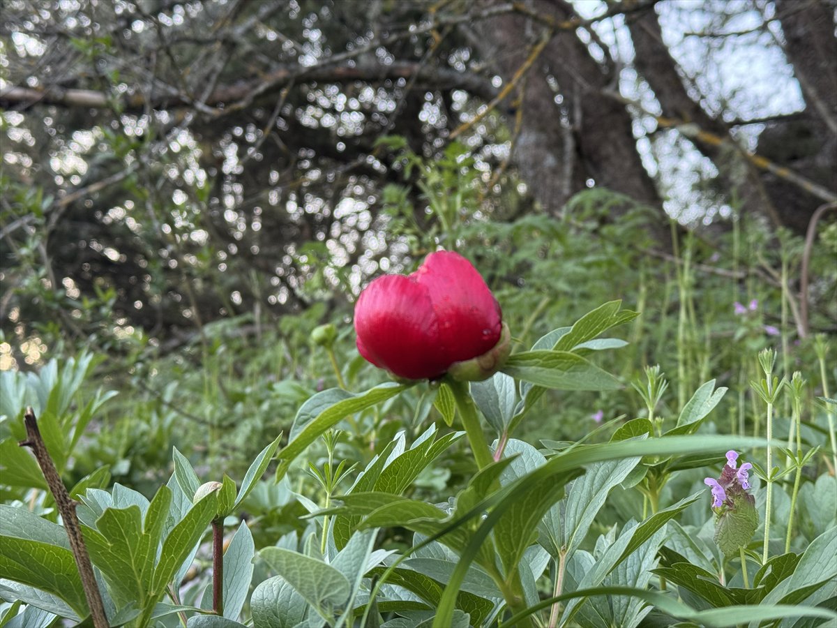Karabük’te baharın habercisi 'ayı gülü' açtı