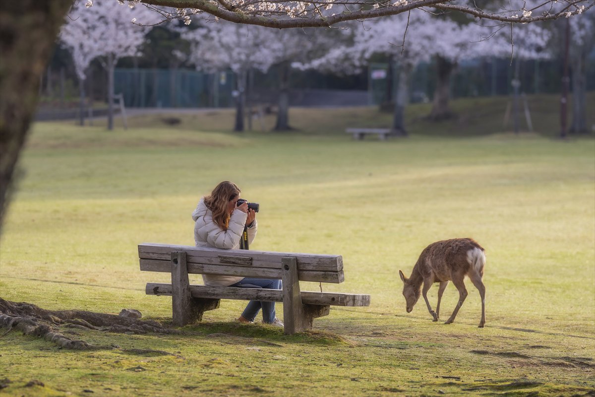 Japonya'da tarihin ve doğanın iç içe geçtiği büyülü Nara Parkı