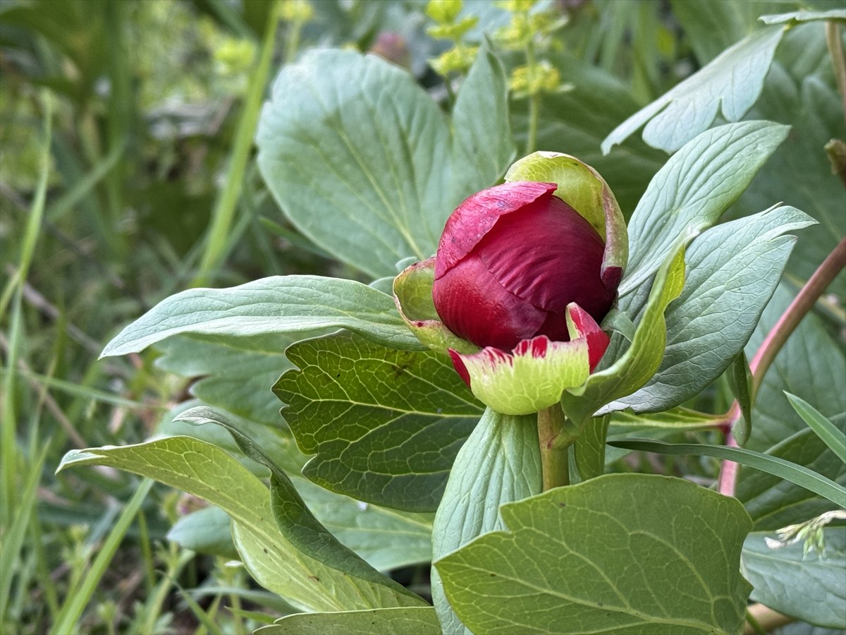 Karabük’te baharın habercisi 'ayı gülü' açtı