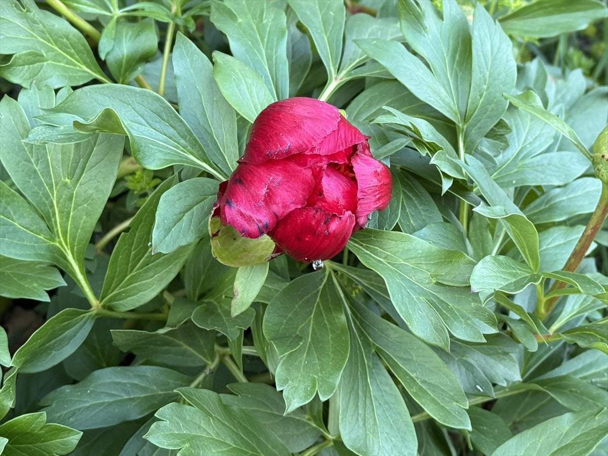 Karabük’te baharın habercisi 'ayı gülü' açtı