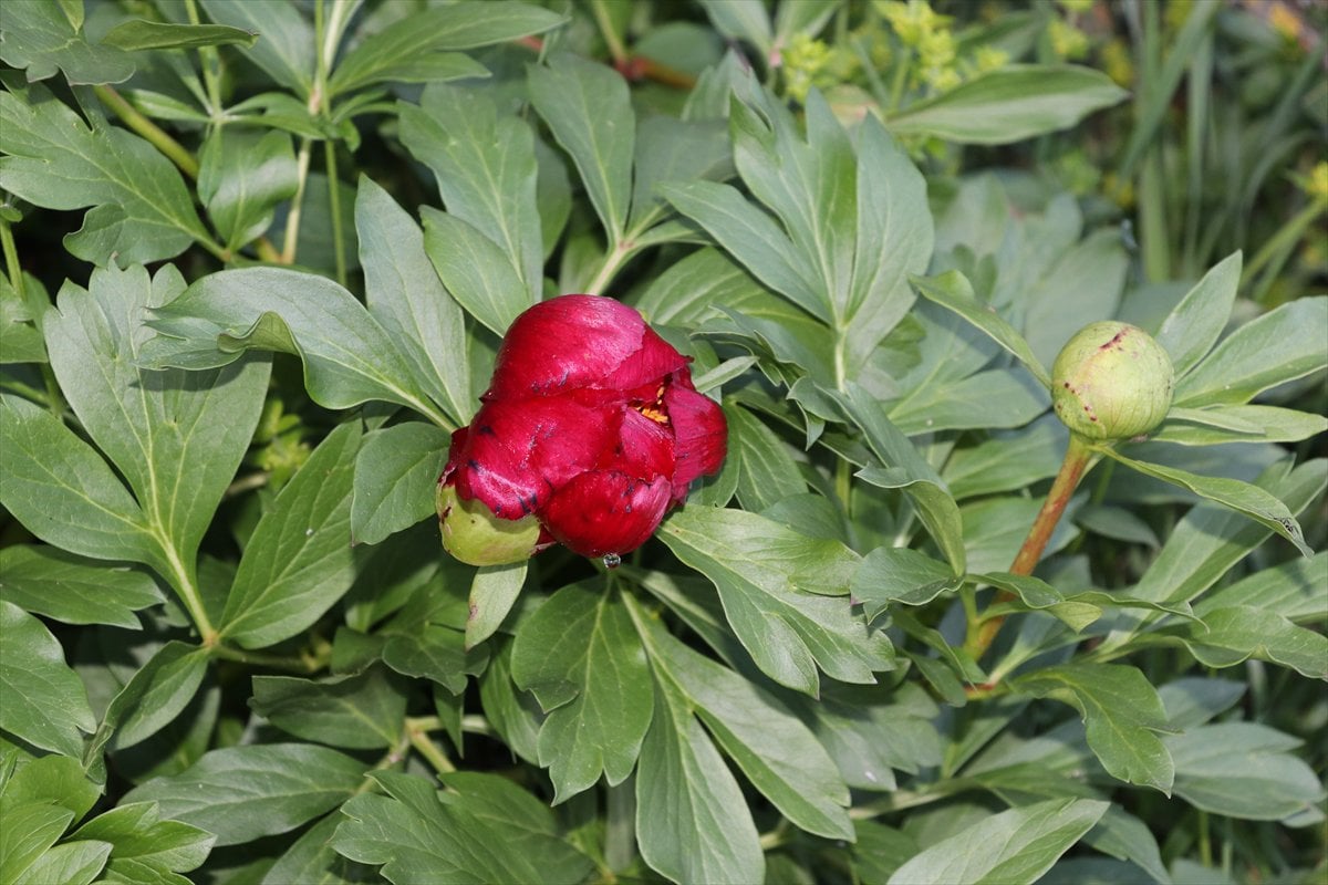 Karabük’te baharın habercisi 'ayı gülü' açtı