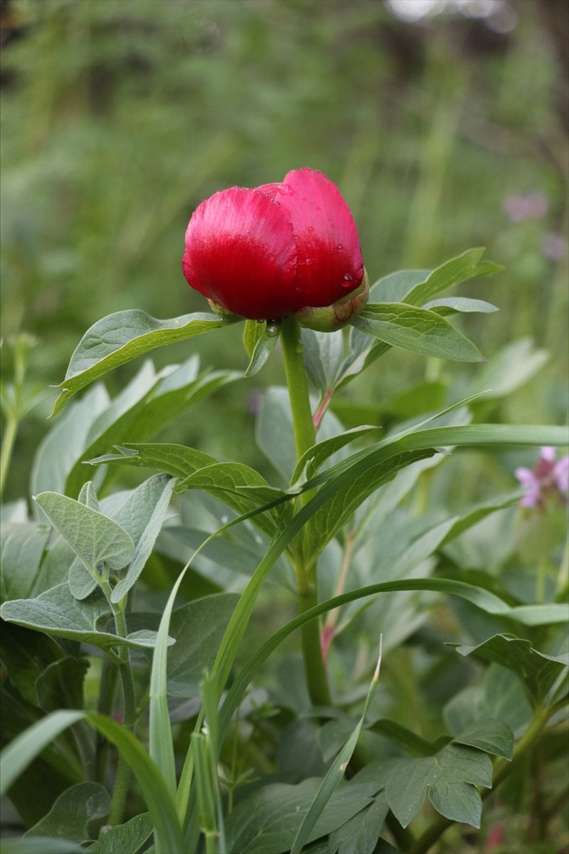 Karabük’te baharın habercisi 'ayı gülü' açtı