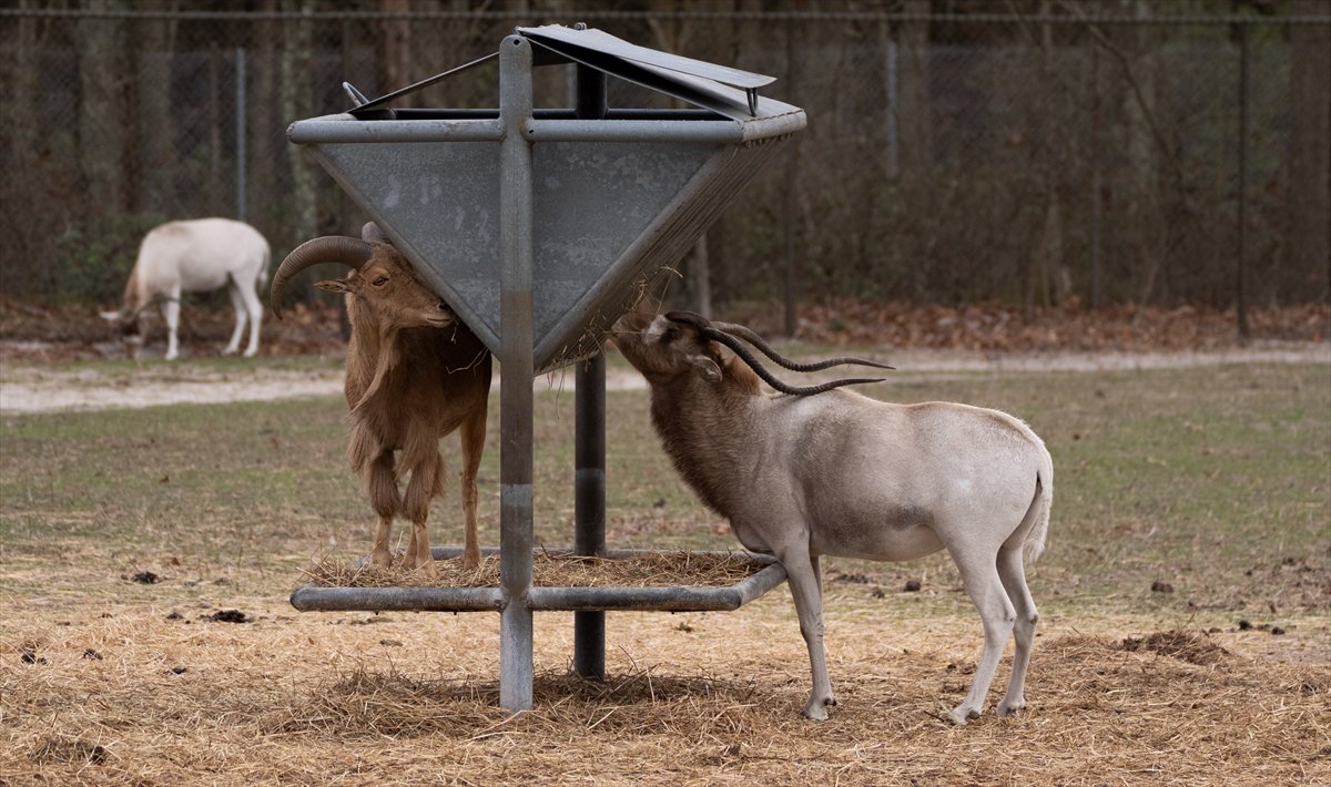 ABD’de safari parkı kapılarını açtı: Bebek zürafa ilgi odağı oldu
