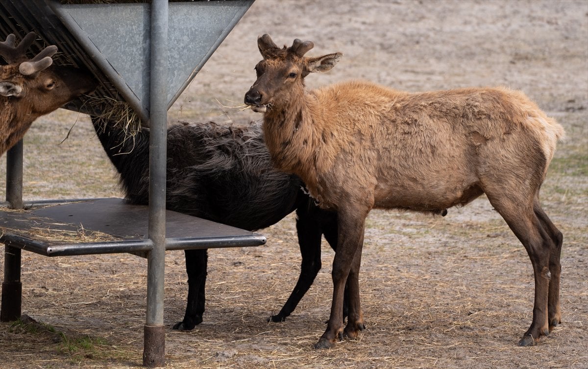 ABD’de safari parkı kapılarını açtı: Bebek zürafa ilgi odağı oldu