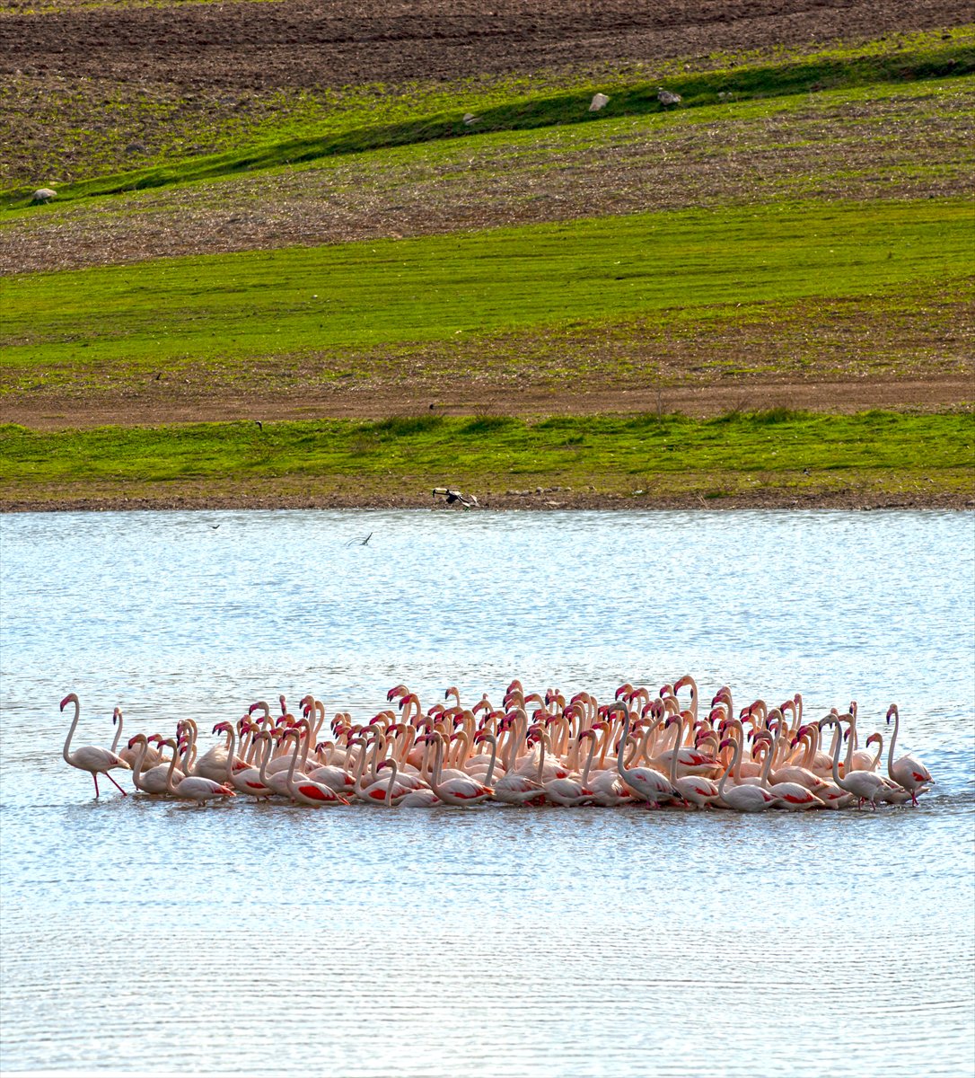 Ankara'da Mogan Gölü’nde flamingo şöleni