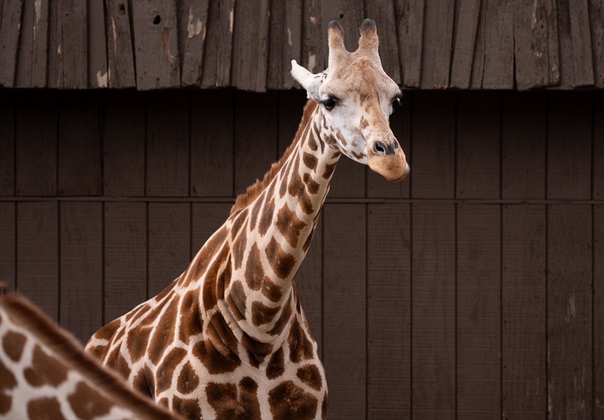 ABD’de safari parkı kapılarını açtı: Bebek zürafa ilgi odağı oldu