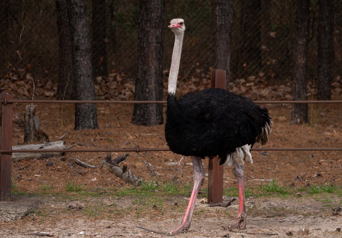 ABD’de safari parkı kapılarını açtı: Bebek zürafa ilgi odağı oldu