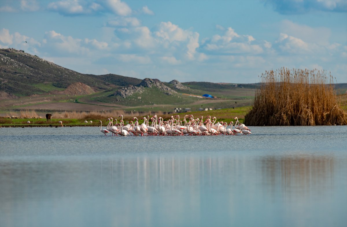 Ankara'da Mogan Gölü’nde flamingo şöleni