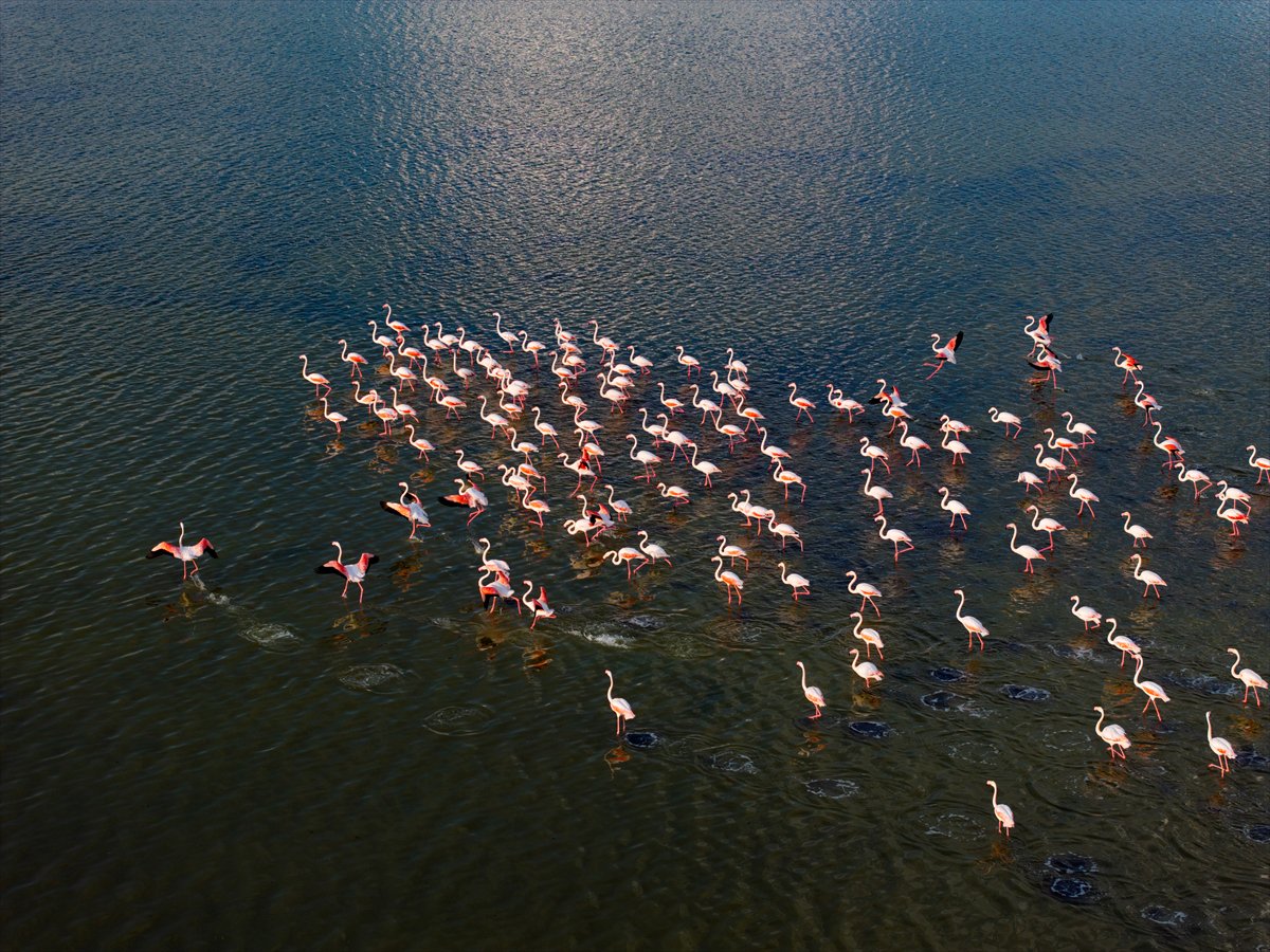 Ankara'da Mogan Gölü’nde flamingo şöleni