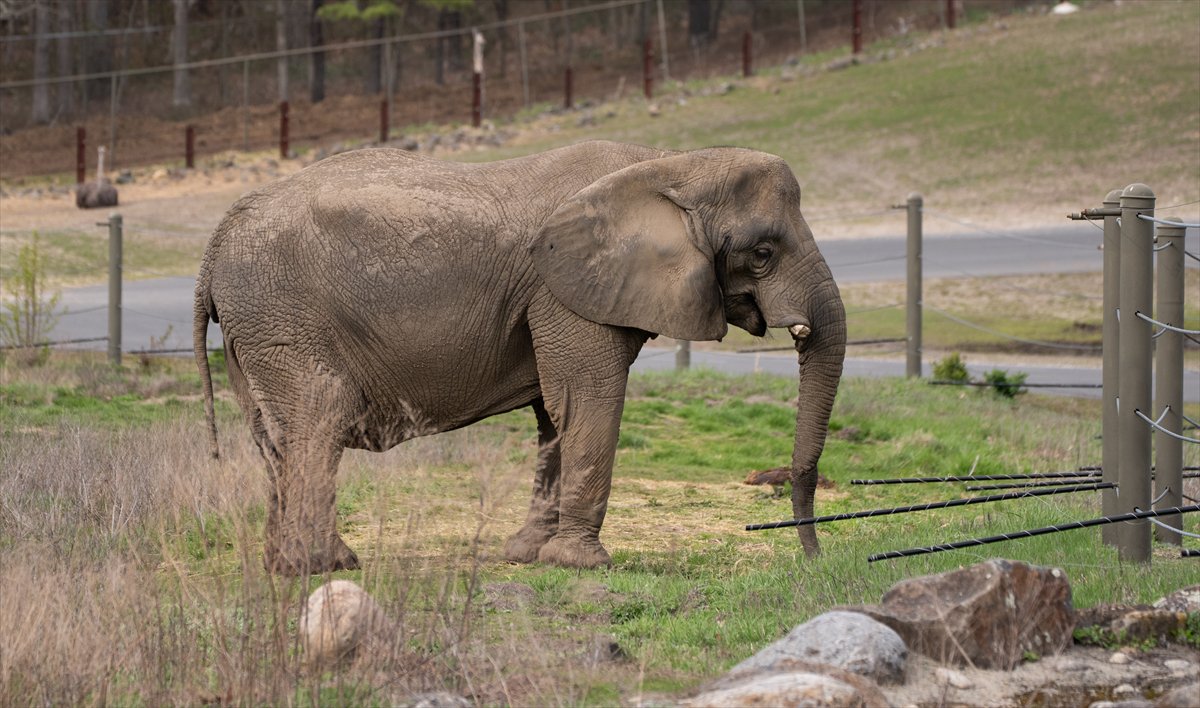 ABD’de safari parkı kapılarını açtı: Bebek zürafa ilgi odağı oldu