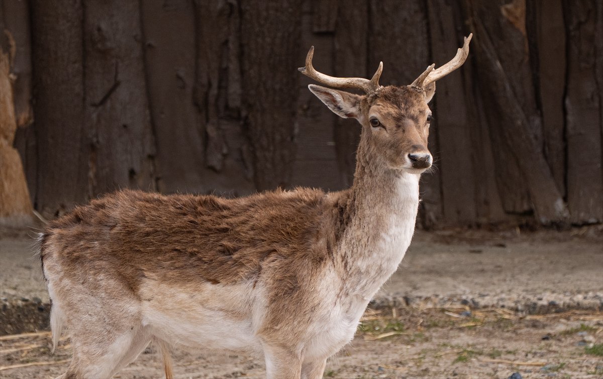 ABD’de safari parkı kapılarını açtı: Bebek zürafa ilgi odağı oldu