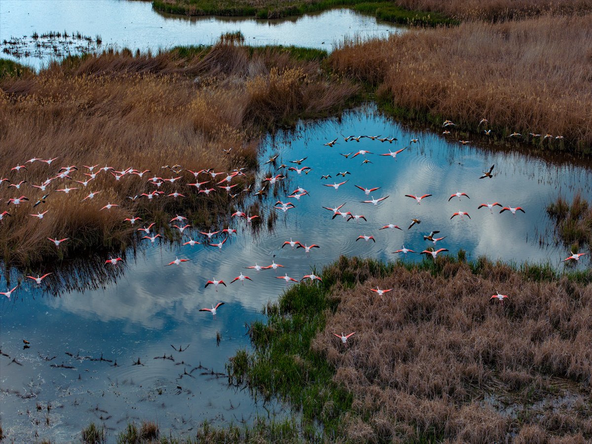 Ankara'da Mogan Gölü’nde flamingo şöleni