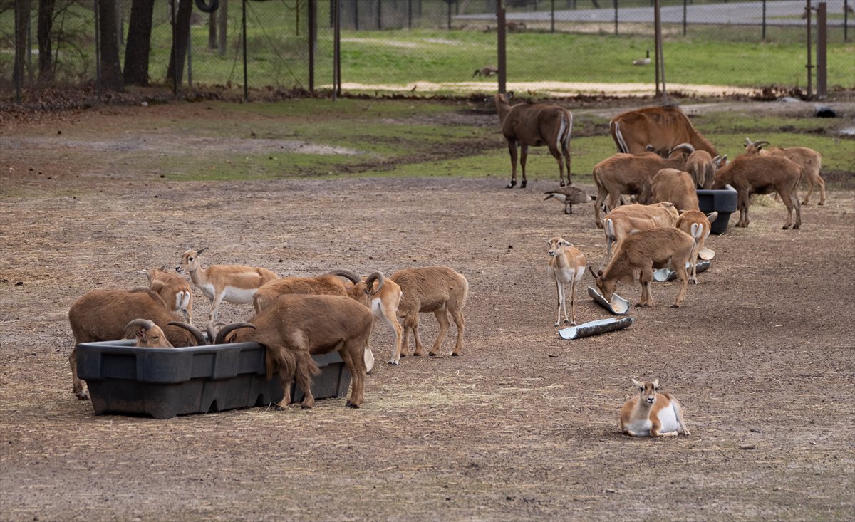 ABD’de safari parkı kapılarını açtı: Bebek zürafa ilgi odağı oldu