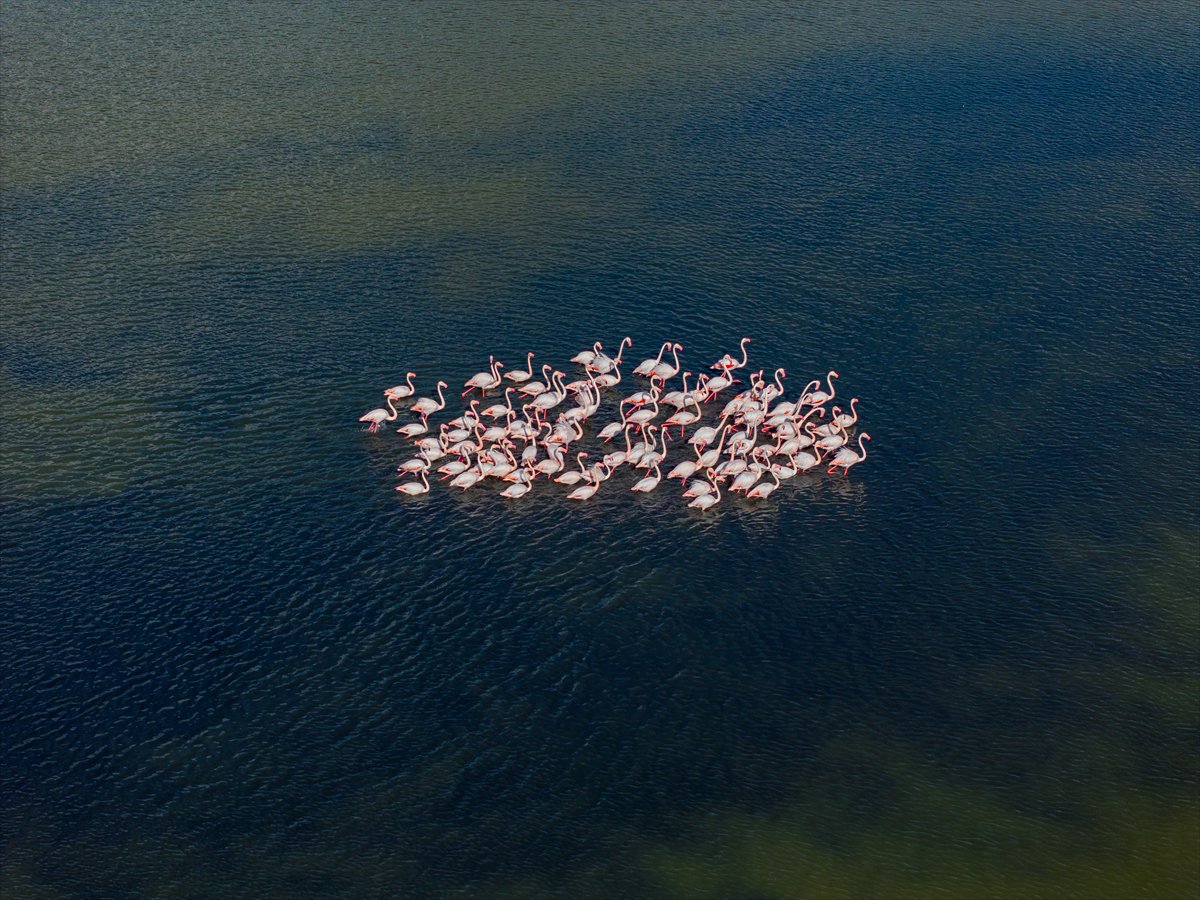 Ankara'da Mogan Gölü’nde flamingo şöleni