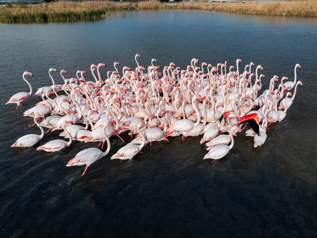 Ankara'da Mogan Gölü’nde flamingo şöleni