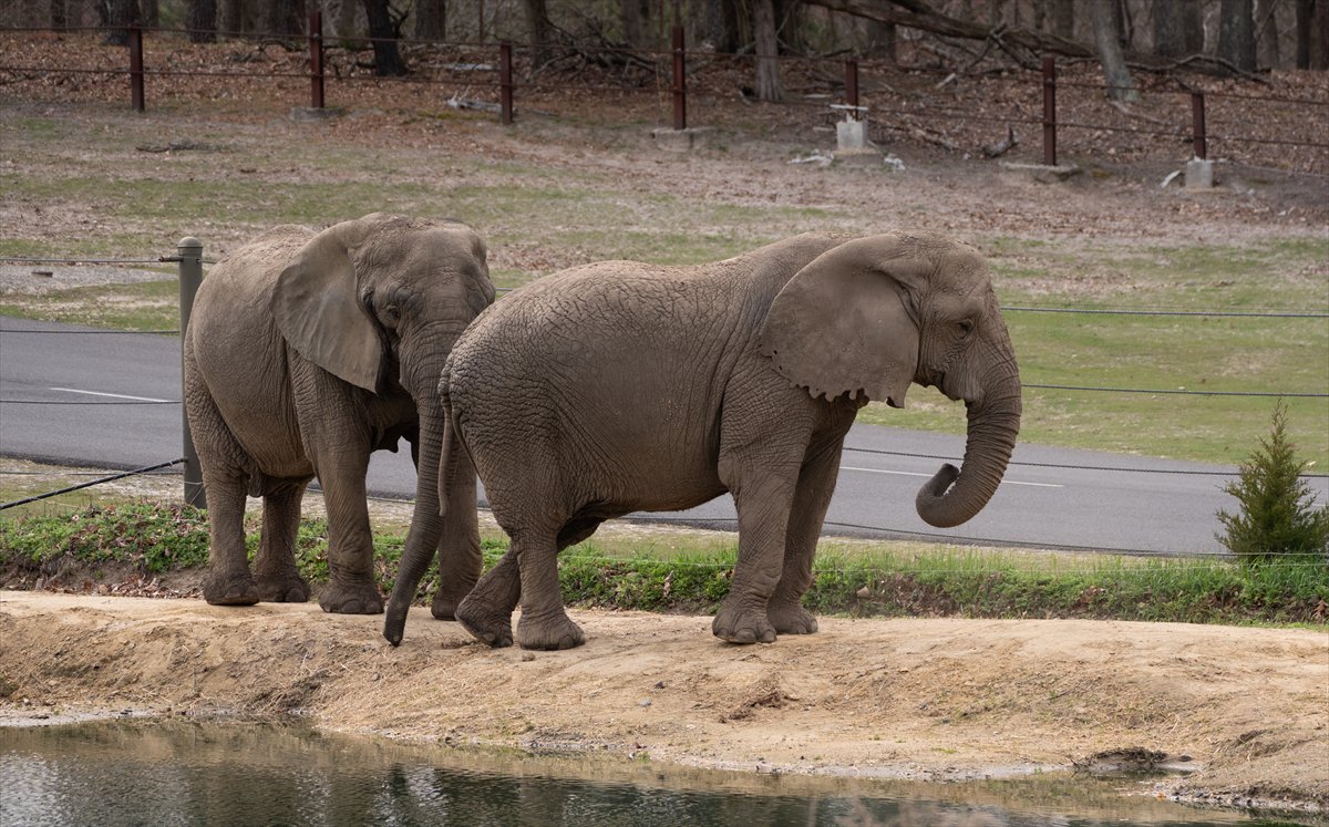 ABD’de safari parkı kapılarını açtı: Bebek zürafa ilgi odağı oldu