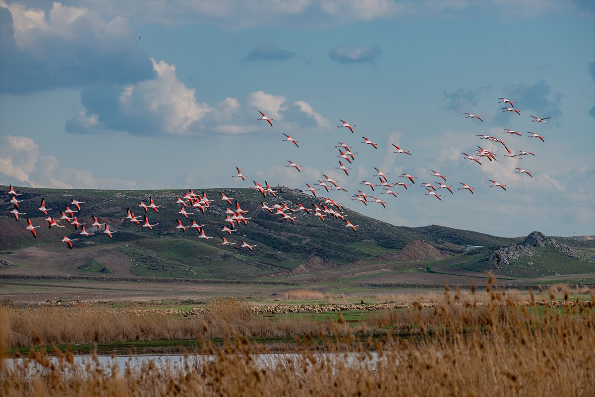 Ankara'da Mogan Gölü’nde flamingo şöleni