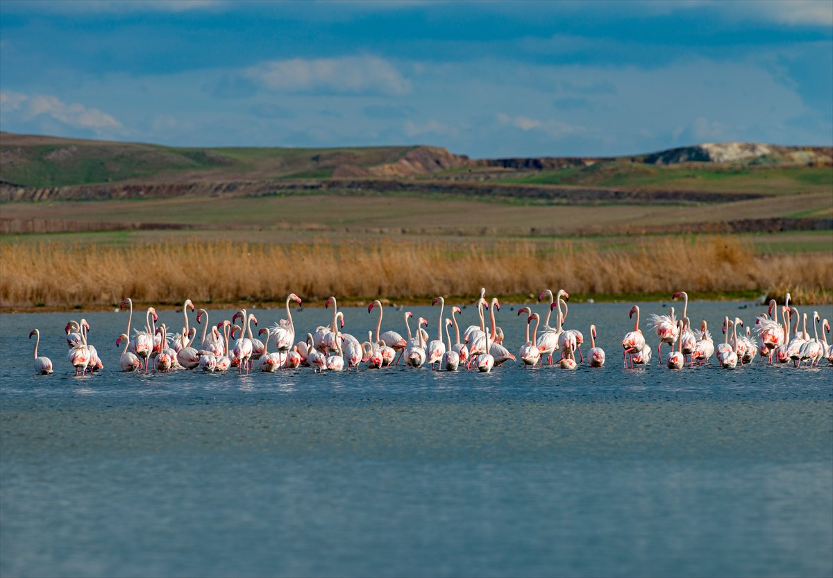 Ankara'da Mogan Gölü’nde flamingo şöleni