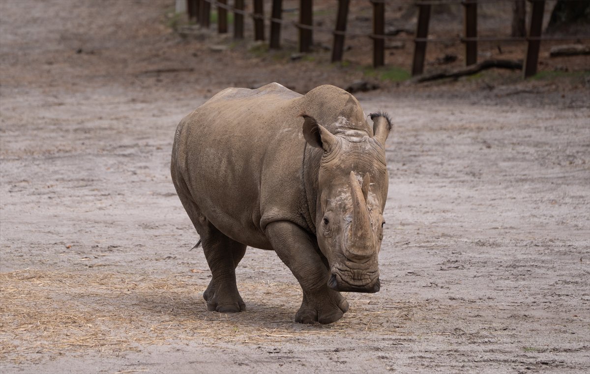 ABD’de safari parkı kapılarını açtı: Bebek zürafa ilgi odağı oldu