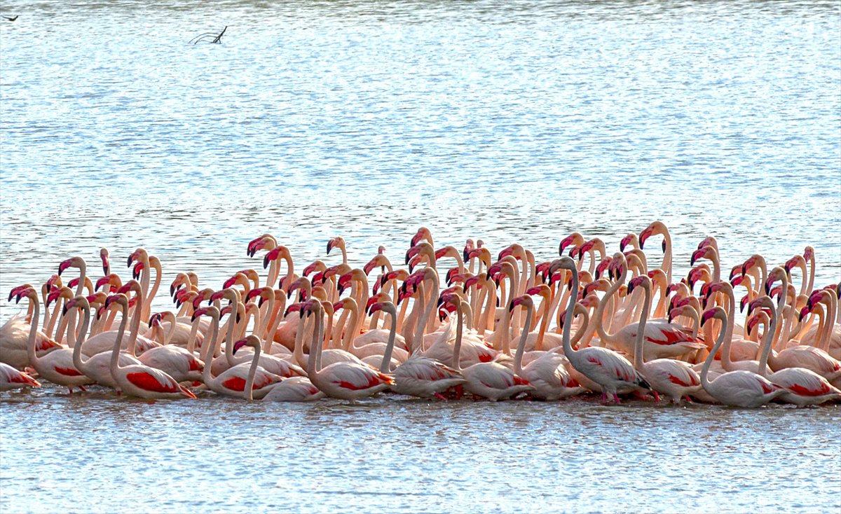 Ankara'da Mogan Gölü’nde flamingo şöleni