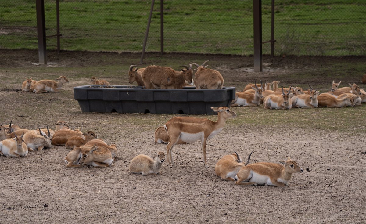 ABD’de safari parkı kapılarını açtı: Bebek zürafa ilgi odağı oldu