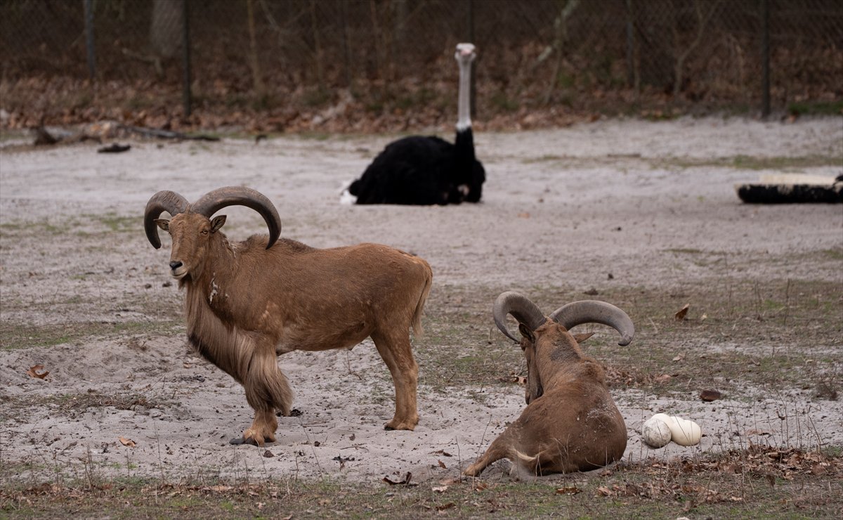 ABD’de safari parkı kapılarını açtı: Bebek zürafa ilgi odağı oldu
