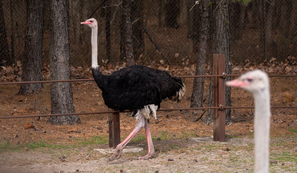 ABD’de safari parkı kapılarını açtı: Bebek zürafa ilgi odağı oldu