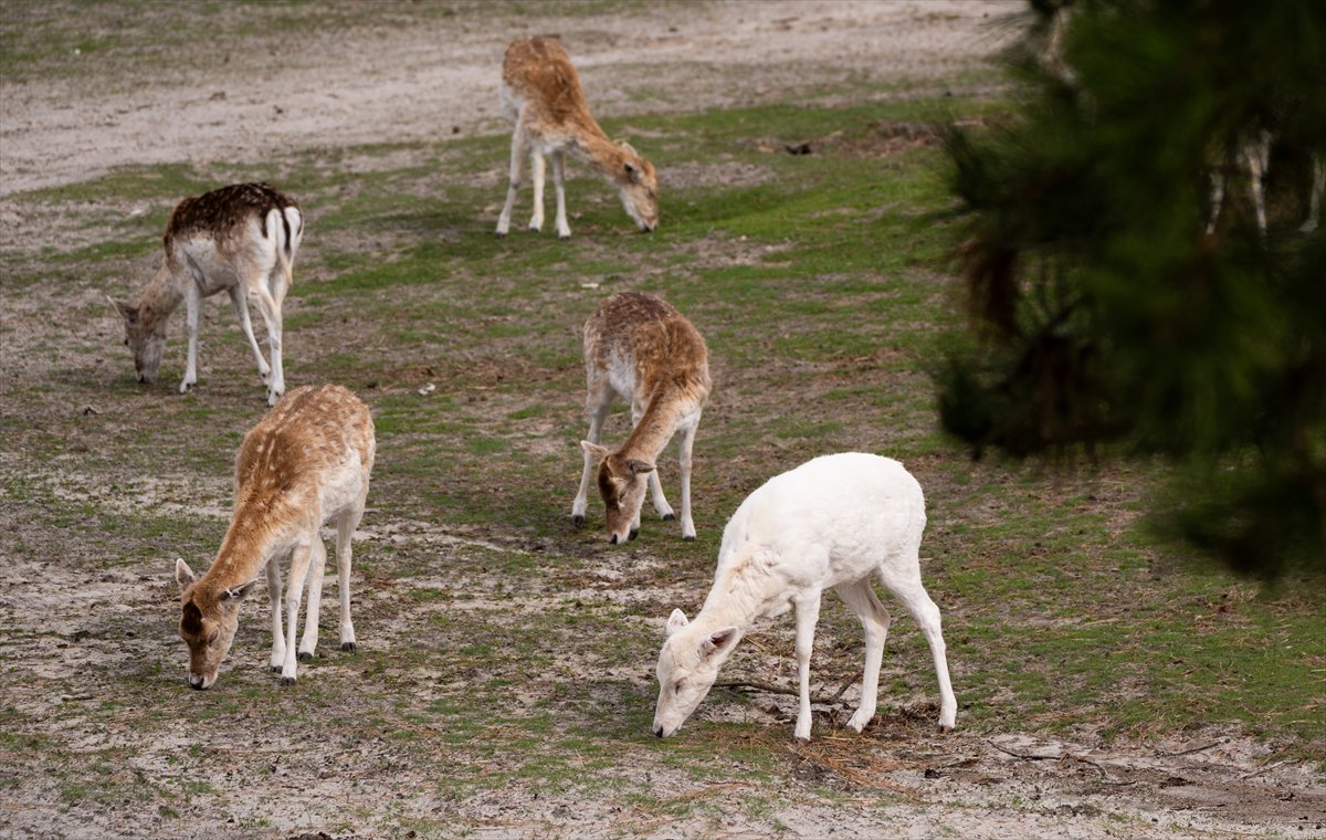 ABD’de safari parkı kapılarını açtı: Bebek zürafa ilgi odağı oldu
