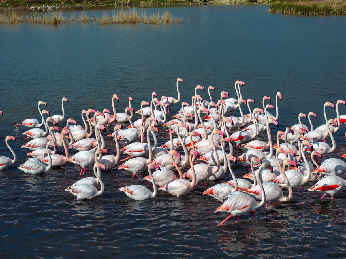 Ankara'da Mogan Gölü’nde flamingo şöleni
