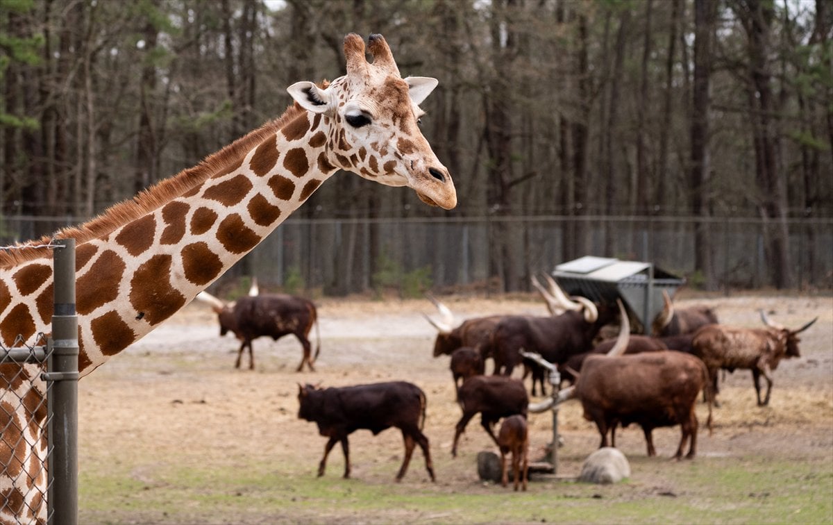 ABD’de safari parkı kapılarını açtı: Bebek zürafa ilgi odağı oldu