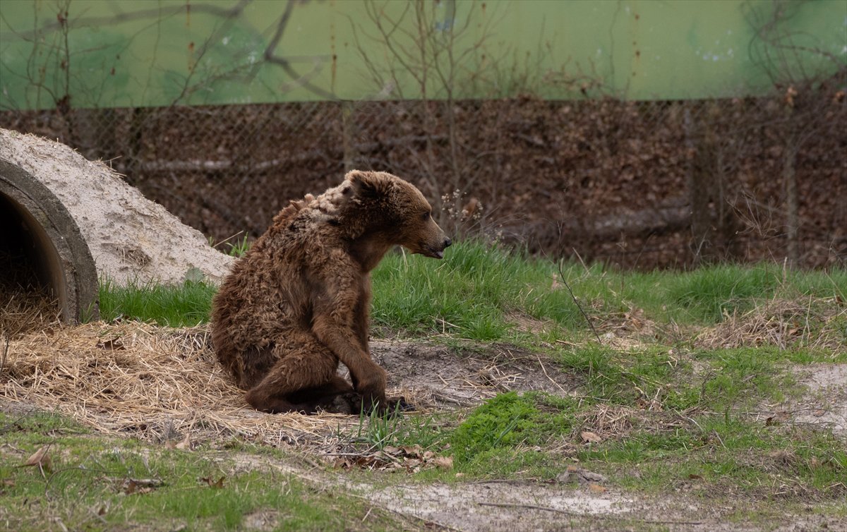 ABD’de safari parkı kapılarını açtı: Bebek zürafa ilgi odağı oldu
