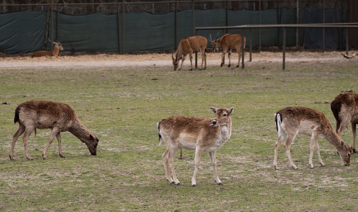 ABD’de safari parkı kapılarını açtı: Bebek zürafa ilgi odağı oldu