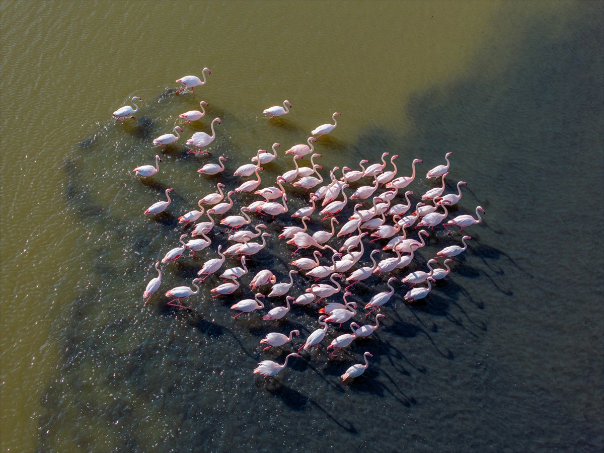 Ankara'da Mogan Gölü’nde flamingo şöleni