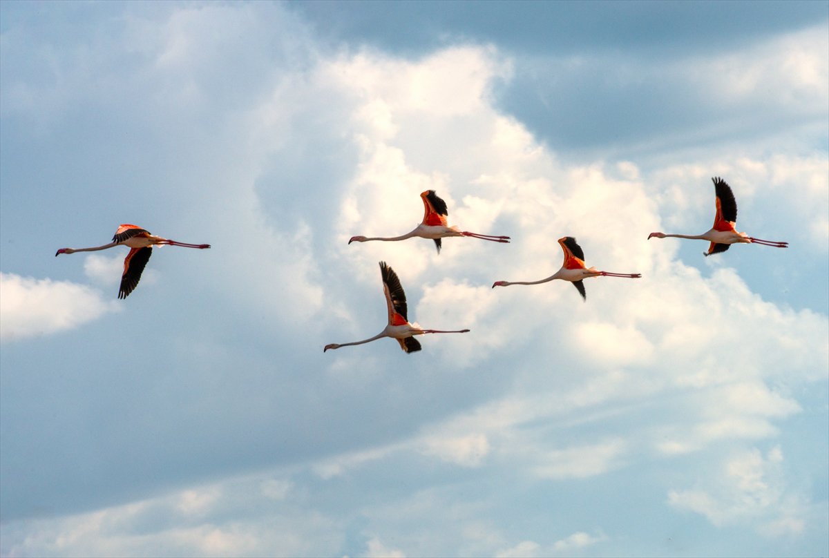 Ankara'da Mogan Gölü’nde flamingo şöleni