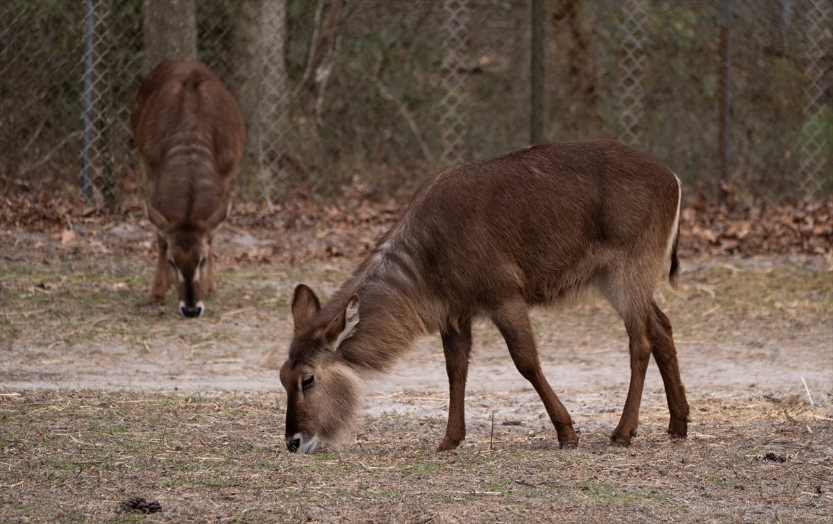 ABD’de safari parkı kapılarını açtı: Bebek zürafa ilgi odağı oldu