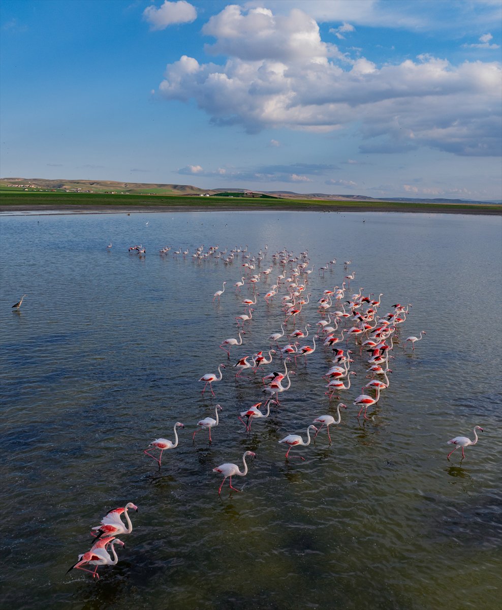 Ankara'da Mogan Gölü’nde flamingo şöleni