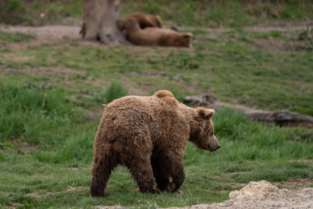 ABD’de safari parkı kapılarını açtı: Bebek zürafa ilgi odağı oldu
