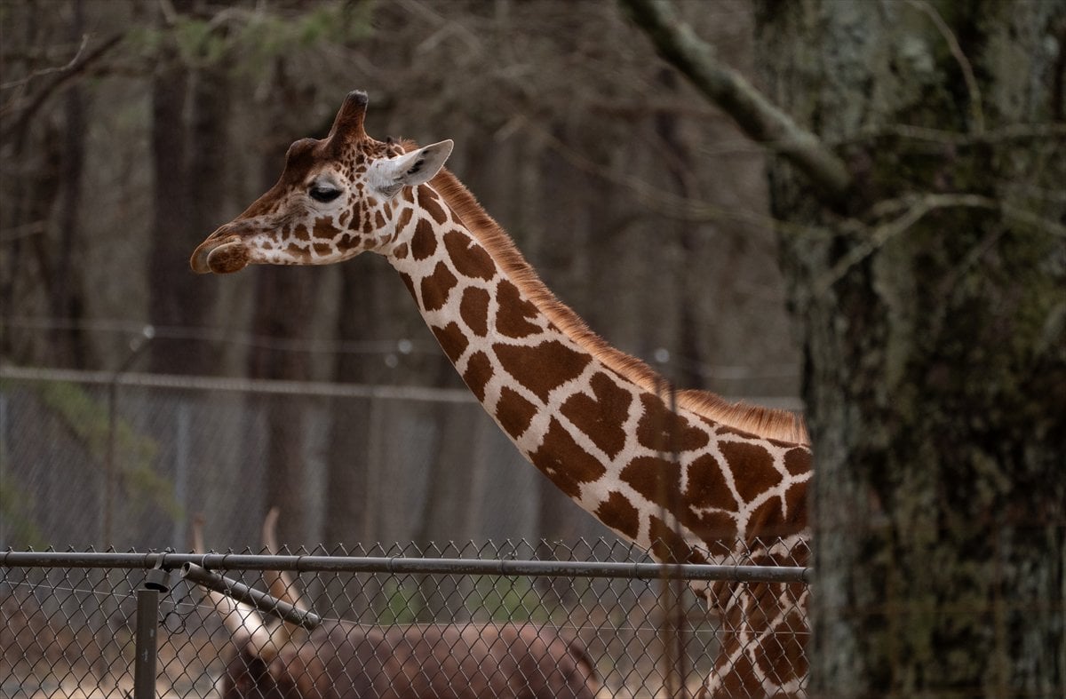 ABD’de safari parkı kapılarını açtı: Bebek zürafa ilgi odağı oldu