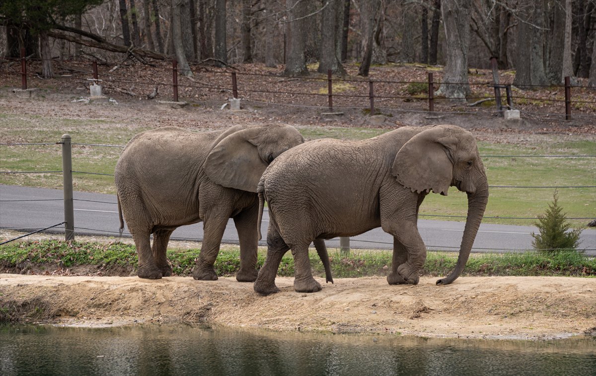 ABD’de safari parkı kapılarını açtı: Bebek zürafa ilgi odağı oldu