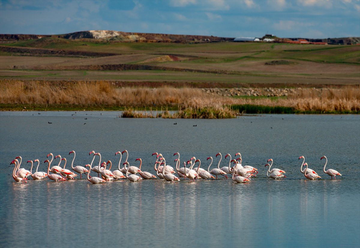 Ankara'da Mogan Gölü’nde flamingo şöleni