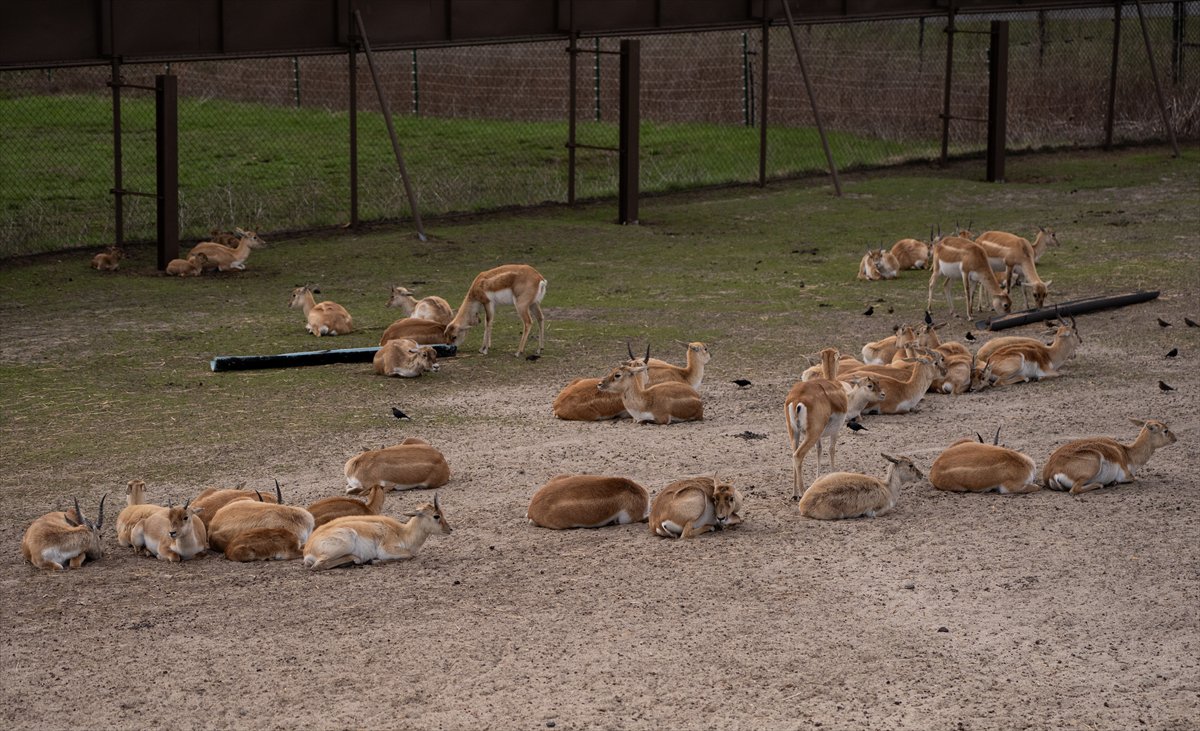 ABD’de safari parkı kapılarını açtı: Bebek zürafa ilgi odağı oldu