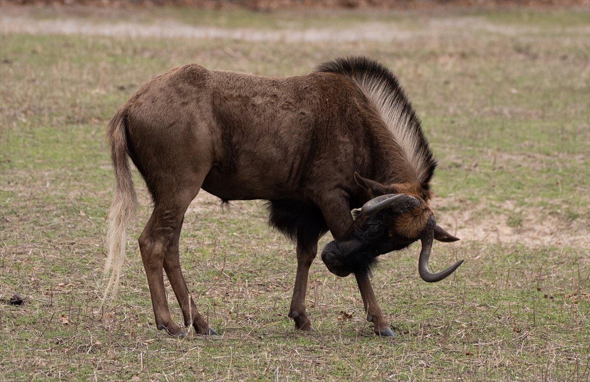 ABD’de safari parkı kapılarını açtı: Bebek zürafa ilgi odağı oldu