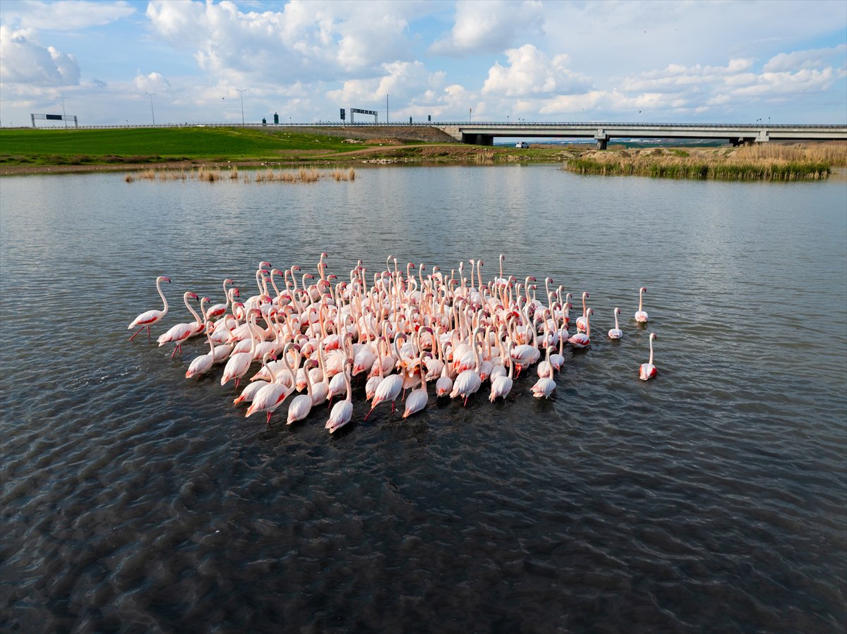 Ankara'da Mogan Gölü’nde flamingo şöleni