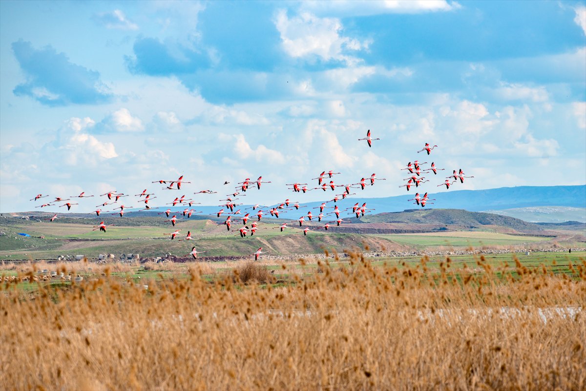 Ankara'da Mogan Gölü’nde flamingo şöleni