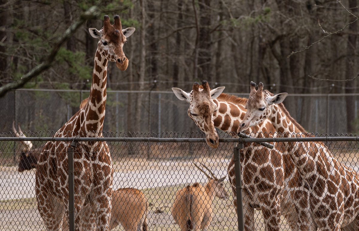 ABD’de safari parkı kapılarını açtı: Bebek zürafa ilgi odağı oldu