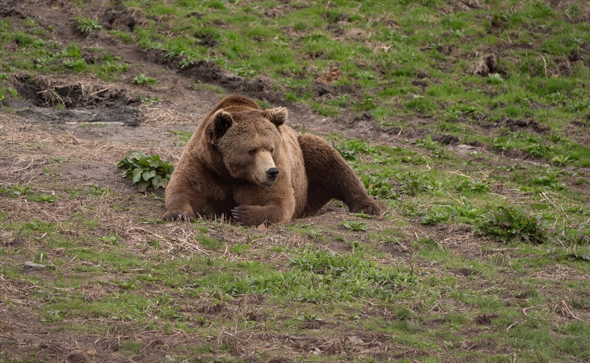 ABD’de safari parkı kapılarını açtı: Bebek zürafa ilgi odağı oldu