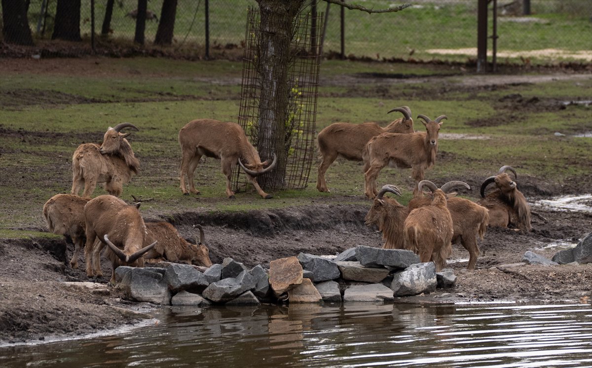 ABD’de safari parkı kapılarını açtı: Bebek zürafa ilgi odağı oldu