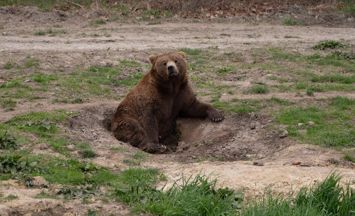 ABD’de safari parkı kapılarını açtı: Bebek zürafa ilgi odağı oldu